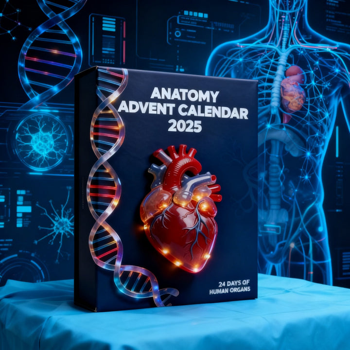 2025 Anatomical Advent Calendar